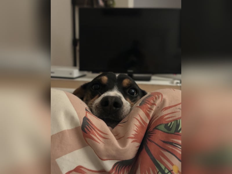 Jack Russel Terrier Deckrüde - Tricolor