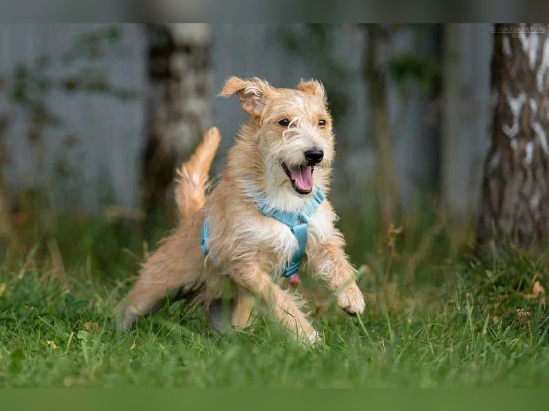 Liebevoller Garik sucht perfektes Zuhause