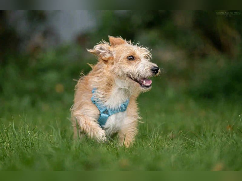 Liebevoller Garik sucht perfektes Zuhause