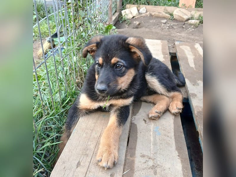 Verspielter Welpe LIAM sucht sein Körbchen!