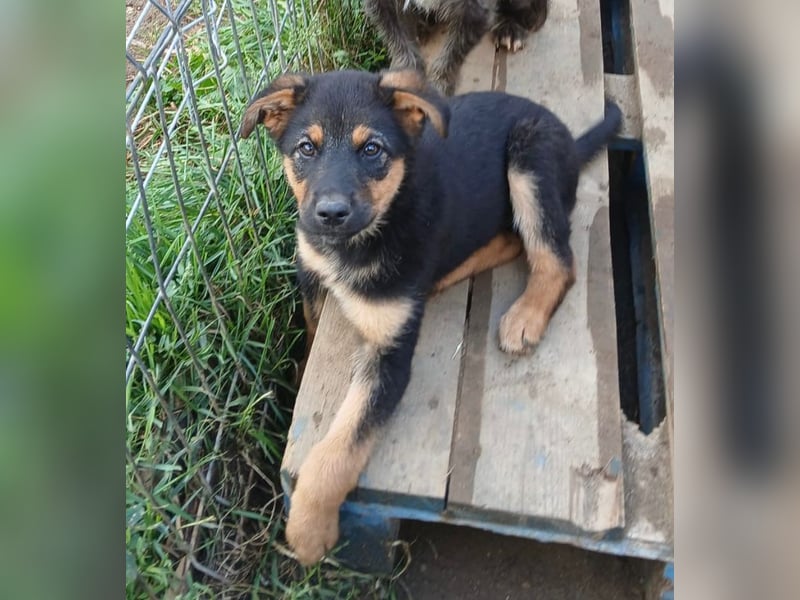 Verspielter Welpe LIAM sucht sein Körbchen!