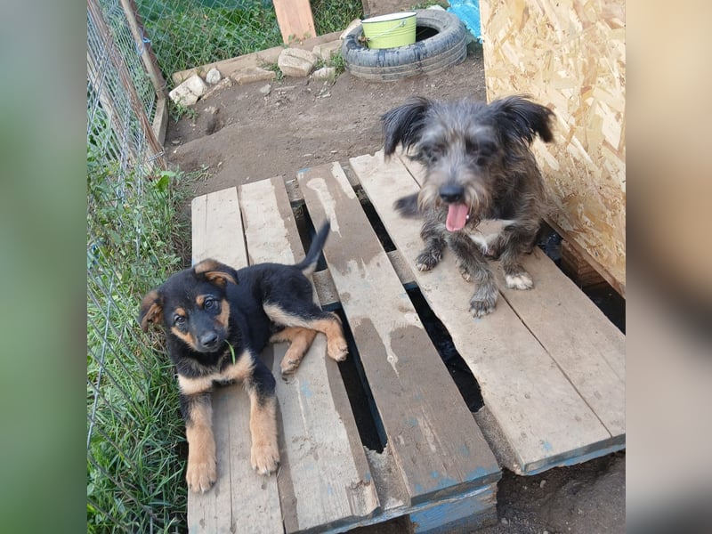 Verspielter Welpe LIAM sucht sein Körbchen!