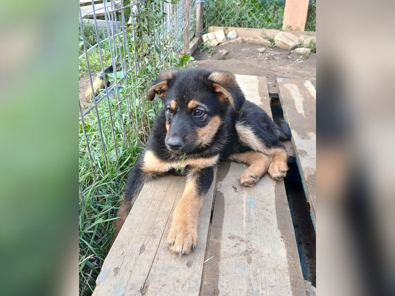 Verspielter Welpe LIAM sucht sein Körbchen!