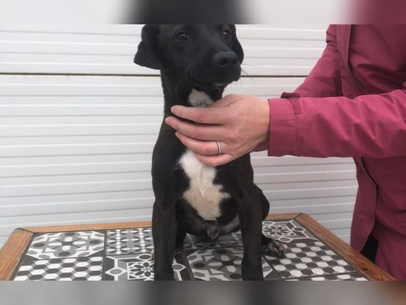 Energiebündel Kakao