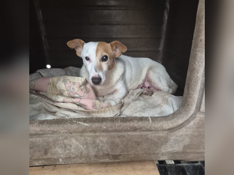 Concetta - klein, ruhig, sehr lieb - sehnt sich nach einem liebevollen Zuhause