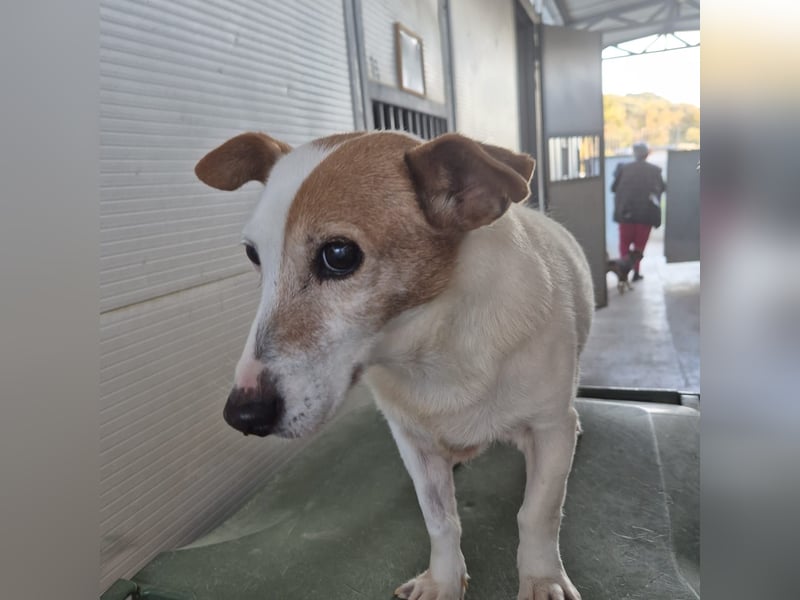 Concetta - klein, ruhig, sehr lieb - sehnt sich nach einem liebevollen Zuhause