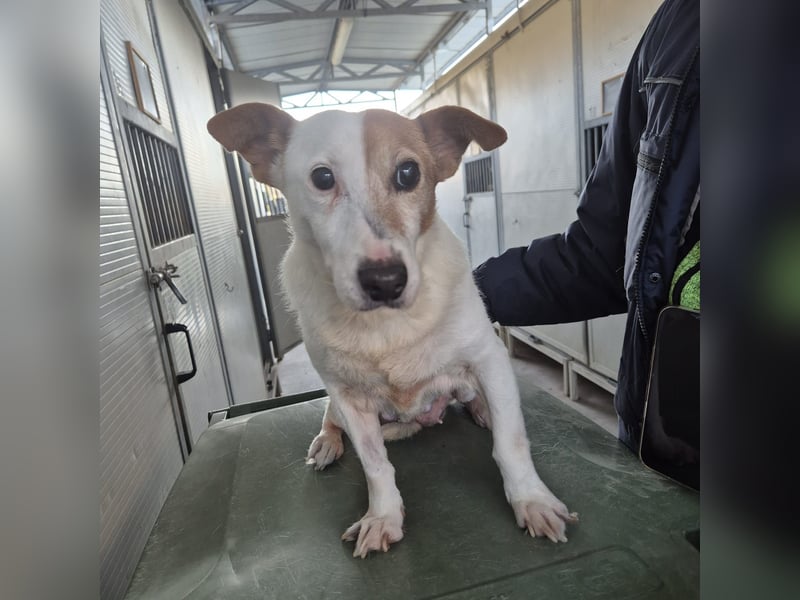 Concetta - klein, ruhig, sehr lieb - sehnt sich nach einem liebevollen Zuhause