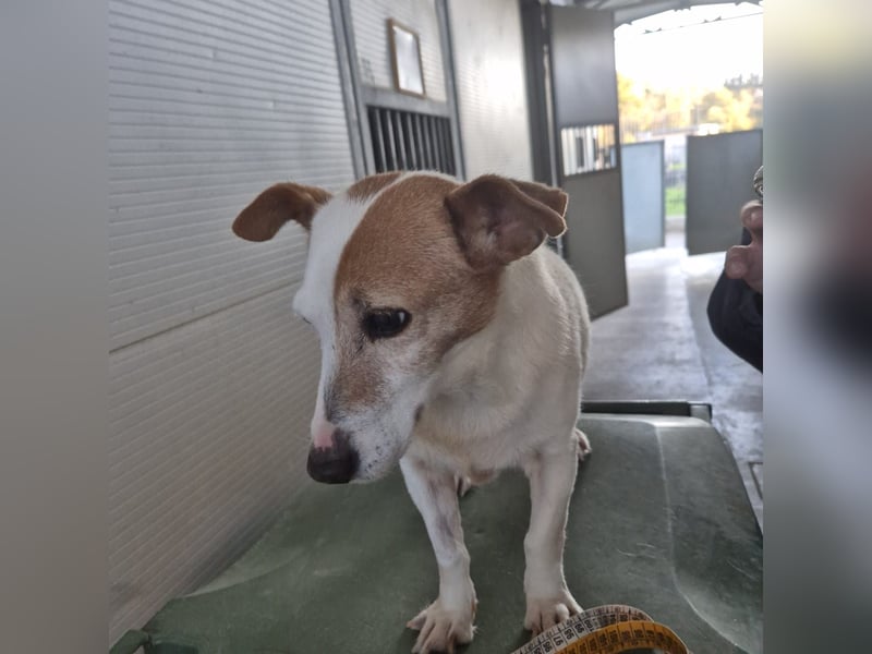 Concetta - klein, ruhig, sehr lieb - sehnt sich nach einem liebevollen Zuhause