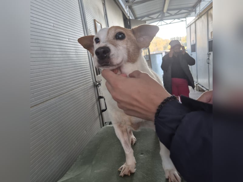 Concetta - klein, ruhig, sehr lieb - sehnt sich nach einem liebevollen Zuhause