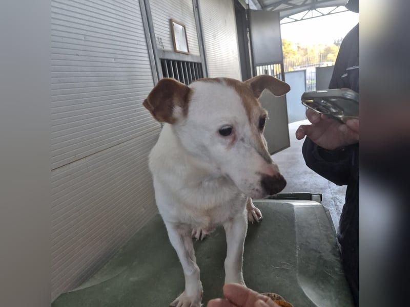 Concetta - klein, ruhig, sehr lieb - sehnt sich nach einem liebevollen Zuhause