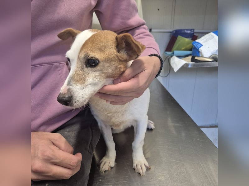 Concetta - klein, ruhig, sehr lieb - sehnt sich nach einem liebevollen Zuhause