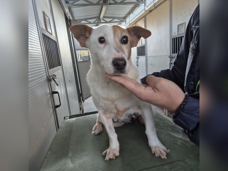 Concetta - klein, ruhig, sehr lieb - sehnt sich nach einem liebevollen Zuhause