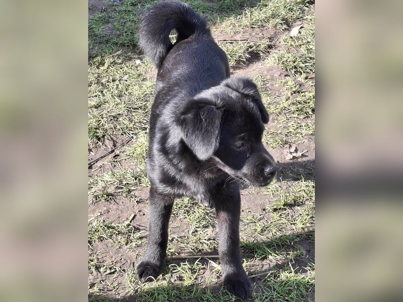 XENA ca. 5 mon. kleinbleibendes Mischlingsmädchen sucht ein Zuhause