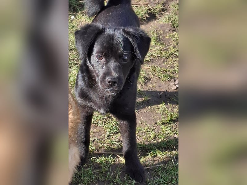 XENA ca. 5 mon. kleinbleibendes Mischlingsmädchen sucht ein Zuhause