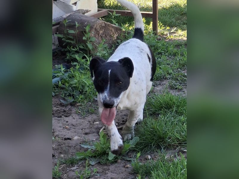 PORTOS ca. 8 mon. JRT-Teenager sucht  sportl., aktive Familie