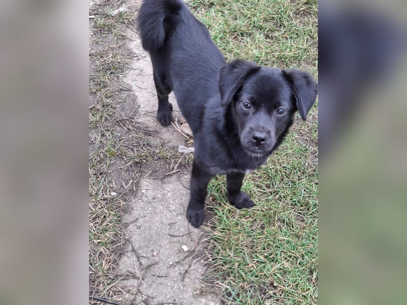 XENA ca. 5 mon. kleinbleibendes Mischlingsmädchen sucht ein Zuhause