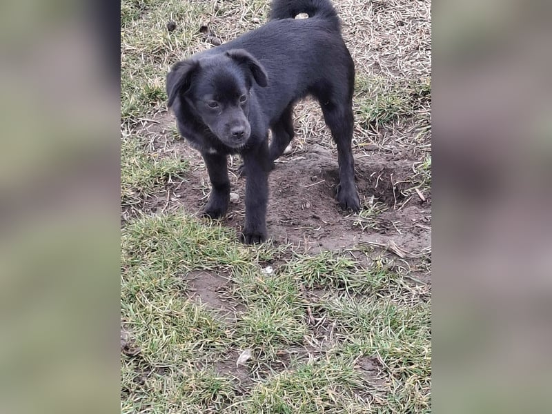 XENA ca. 5 mon. kleinbleibendes Mischlingsmädchen sucht ein Zuhause