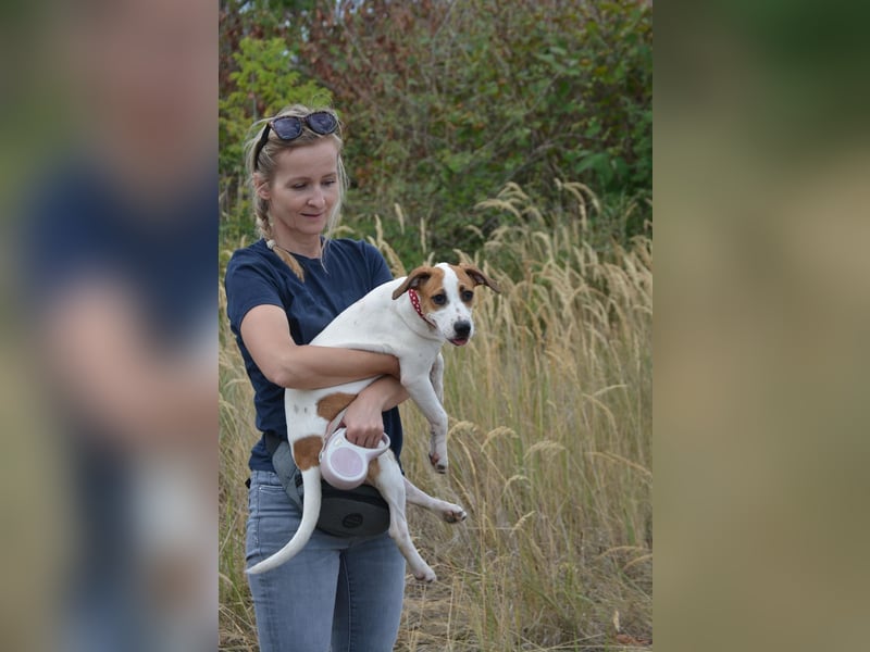 Daphne – ein Wirbelwind mit Jack-Russell-Vibes sucht aktive Menschen