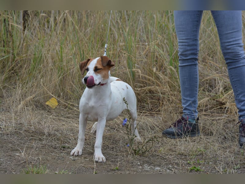 Daphne – ein Wirbelwind mit Jack-Russell-Vibes sucht aktive Menschen