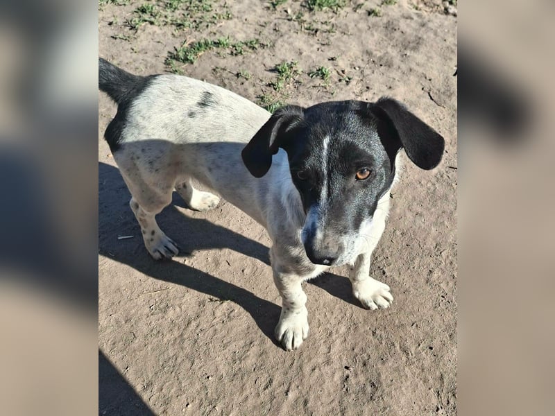 PORTOS ca. 8 mon. JRT-Teenager sucht  sportl., aktive Familie