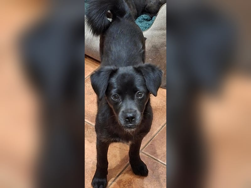 XENA ca. 5 mon. kleinbleibendes Mischlingsmädchen sucht ein Zuhause