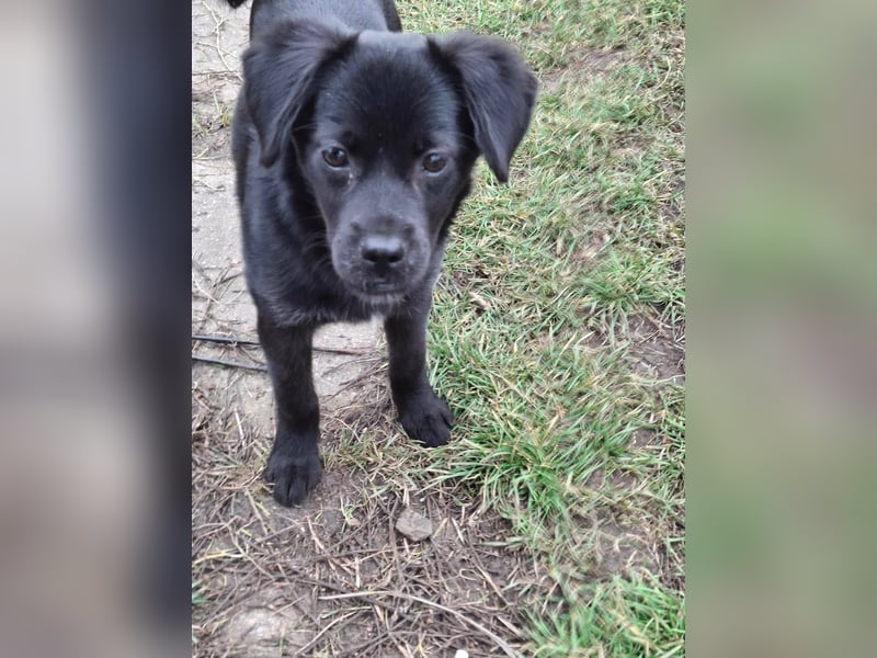 XENA ca. 5 mon. kleinbleibendes Mischlingsmädchen sucht ein Zuhause