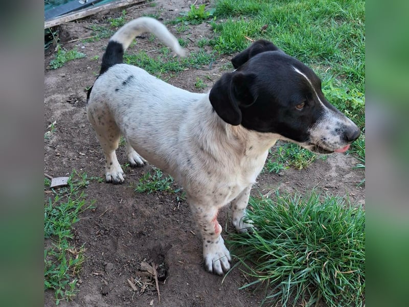 PORTOS ca. 8 mon. JRT-Teenager sucht  sportl., aktive Familie