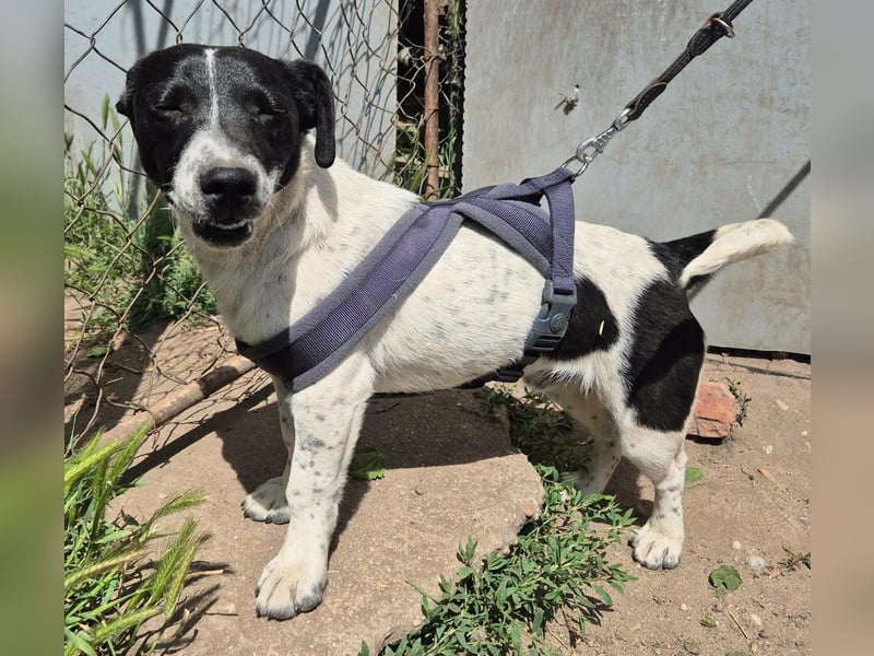 PORTOS ca. 8 mon. JRT-Teenager sucht  sportl., aktive Familie