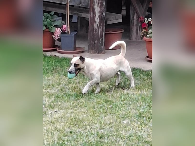 PILLI ca. 1,5 J. JRT-Dackelmixhündin, Familienhund, kinderlieb