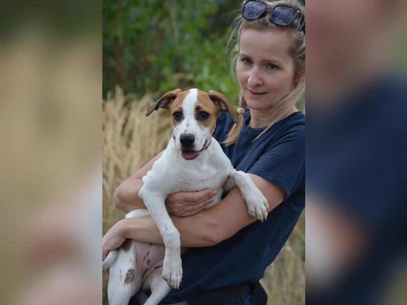 Daphne – ein Wirbelwind mit Jack-Russell-Vibes sucht aktive Menschen