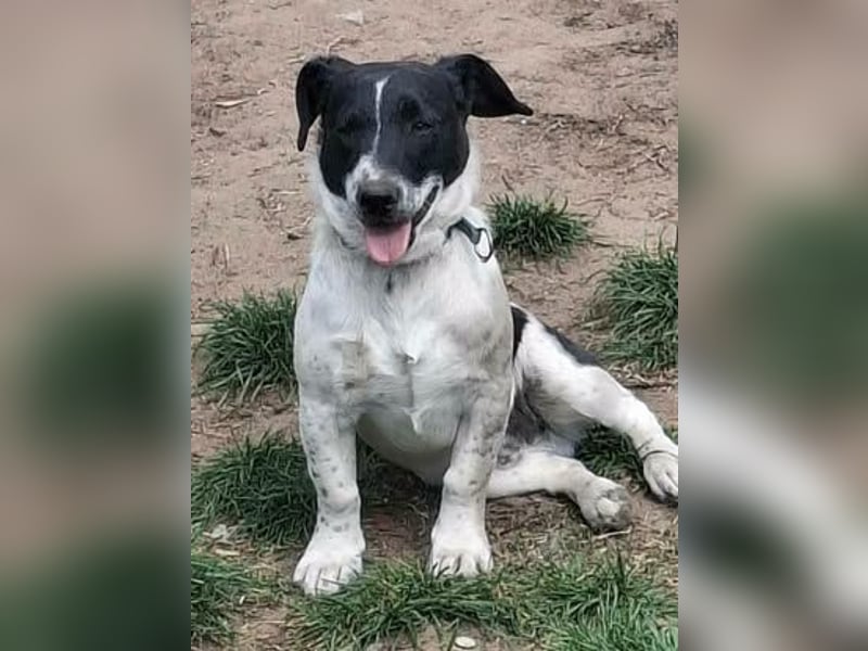 PORTOS ca. 8 mon. JRT-Teenager sucht  sportl., aktive Familie
