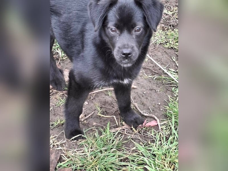 XENA ca. 5 mon. kleinbleibendes Mischlingsmädchen sucht ein Zuhause