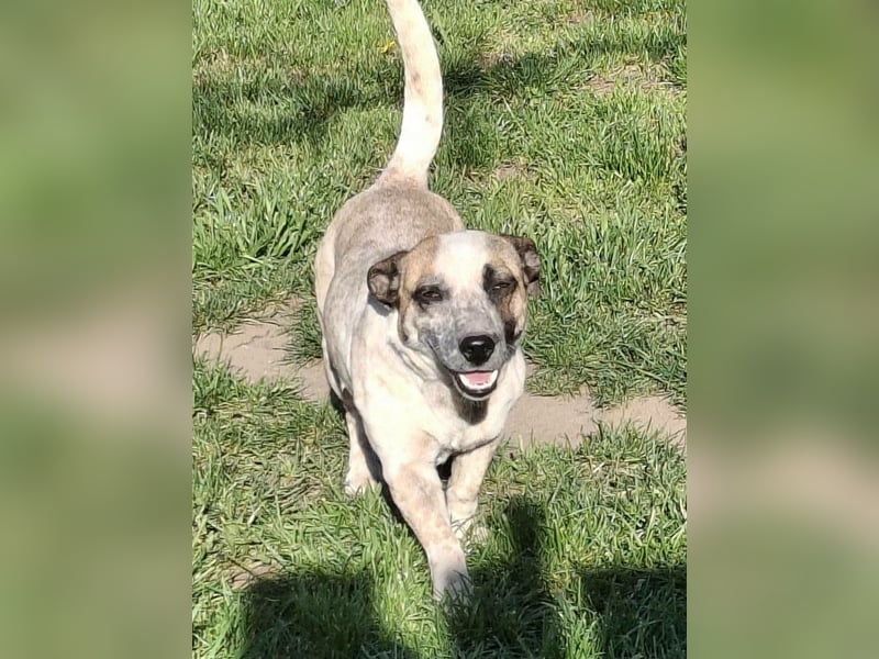 PILLI ca. 1,5 J. JRT-Dackelmixhündin, Familienhund, kinderlieb