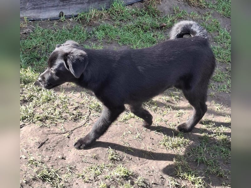 XENA ca. 5 mon. kleinbleibendes Mischlingsmädchen sucht ein Zuhause