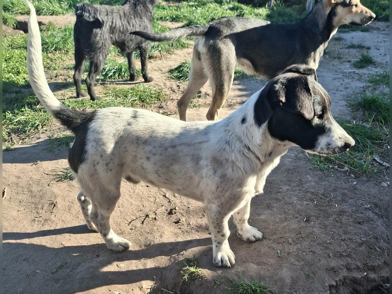 PORTOS ca. 8 mon. JRT-Teenager sucht  sportl., aktive Familie