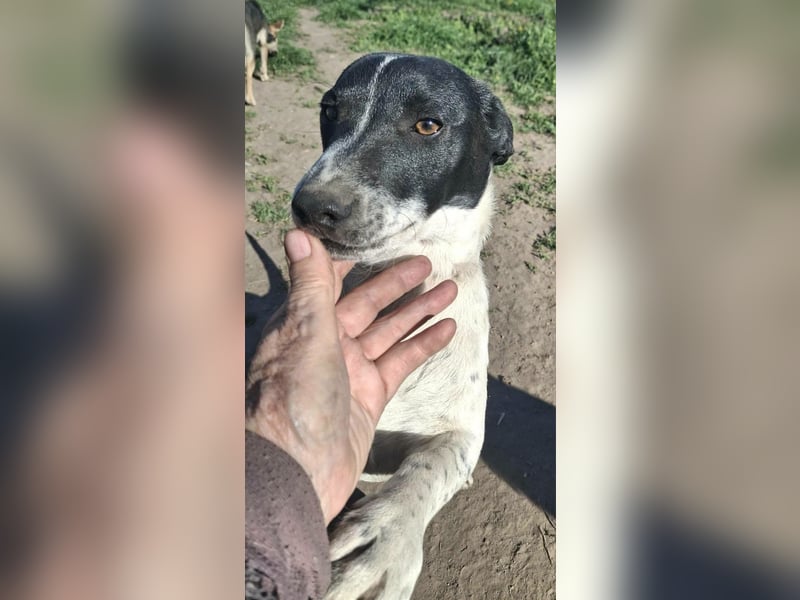 PORTOS ca. 8 mon. JRT-Teenager sucht  sportl., aktive Familie