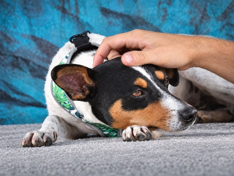 Remy – kleiner Angsthase mit Riesenherz