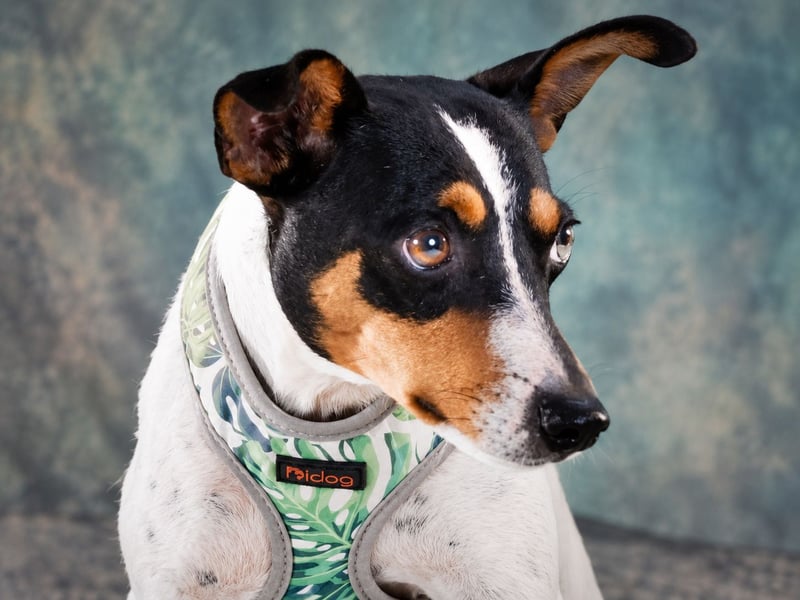 Remy – kleiner Angsthase mit Riesenherz