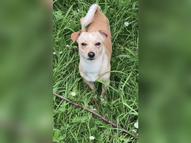 Jack -Russell Chihuahua Mix sucht ruhiges Zuhause