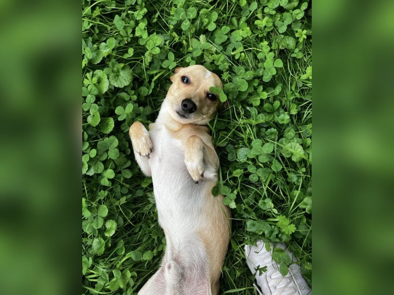 Jack -Russell Chihuahua Mix sucht ruhiges Zuhause