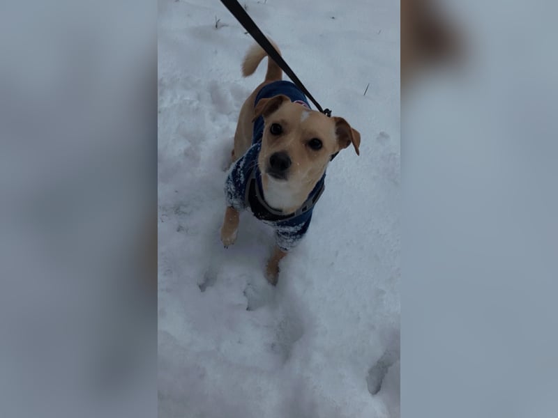 Jack -Russell Chihuahua Mix sucht ruhiges Zuhause