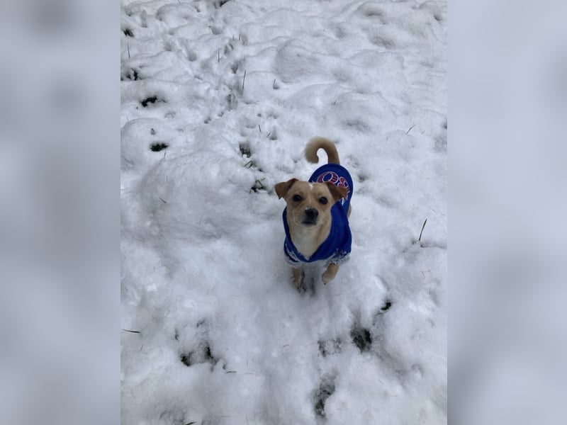 Jack -Russell Chihuahua Mix sucht ruhiges Zuhause