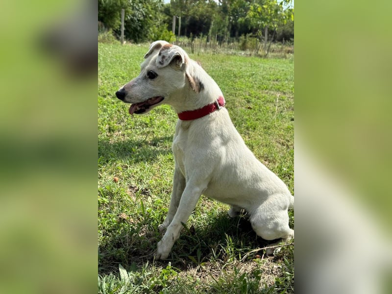 Kleiner Rüde ♥ Roki ♥ Jacki-Mix, aktiv und liebt Menschen