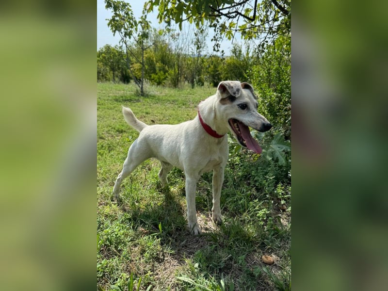 Kleiner Rüde ♥ Roki ♥ Jacki-Mix, aktiv und liebt Menschen