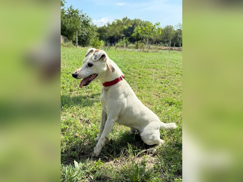 ♥Roki♥ Jacki-Mix, aktiv, liebt Menschen