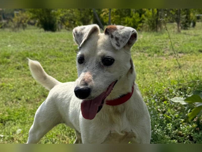 Kleiner Rüde ♥ Roki ♥ Jacki-Mix, aktiv und liebt Menschen