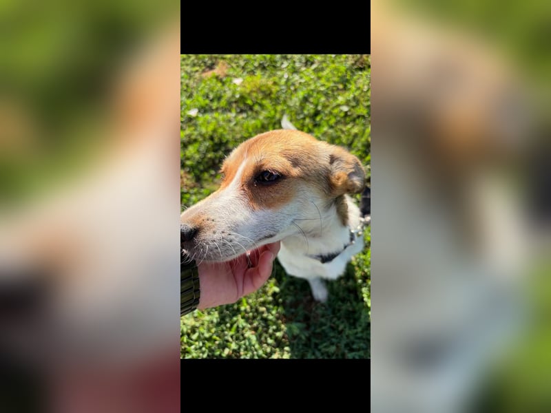 Dolly, junge Jack Russel Mischlingshündin