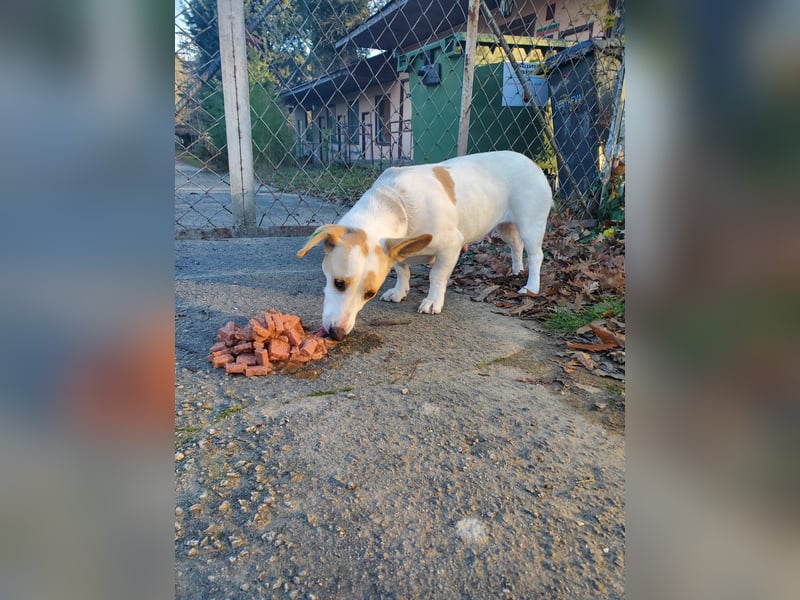 Berta, lustige kleine Mischlingshündin