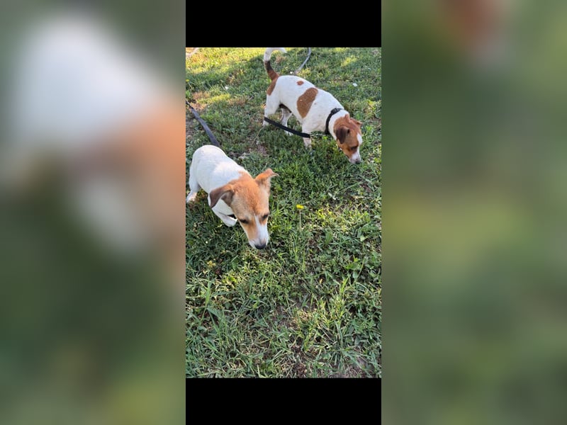 Dolly, junge Jack Russel Mischlingshündin