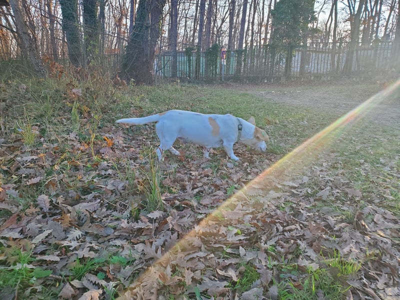 Berta, lustige kleine Mischlingshündin